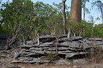 Pachypodium ambongense PV2830 Tsingy de Namoroka GPS251 Mad 2015_1484.jpg